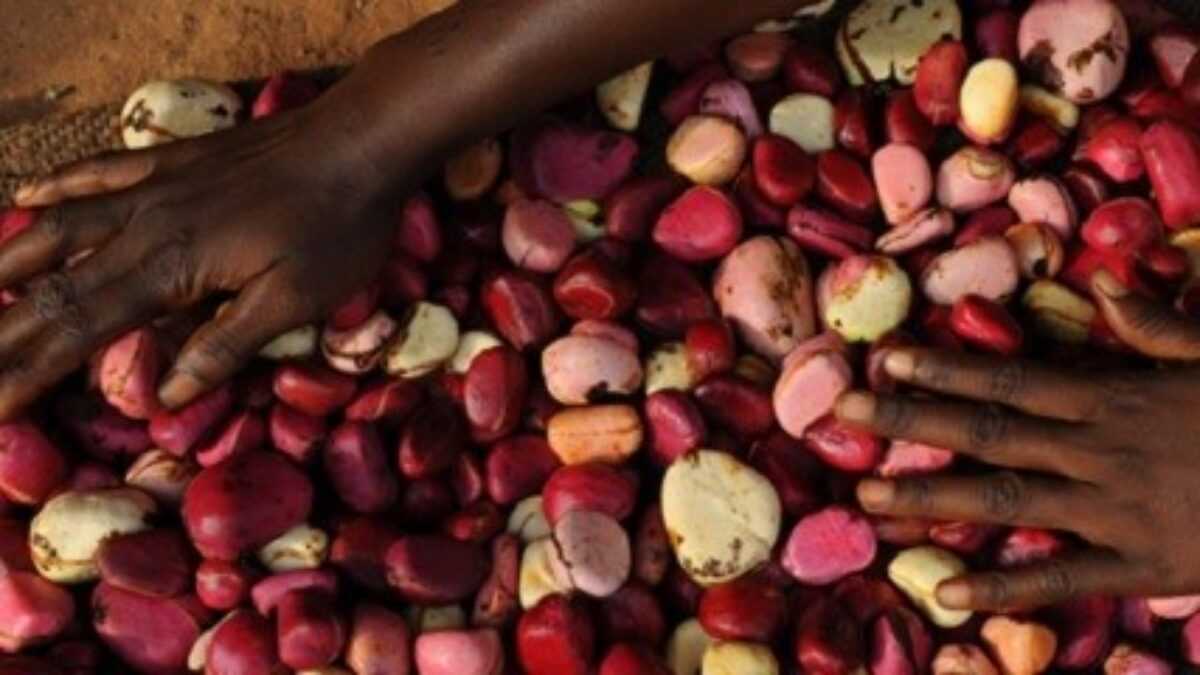 La noix de cola, symbole culturel de l'Afrique La noix de cola, symbole culturel de l'Afrique