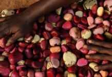 La noix de cola, symbole culturel de l’Afrique