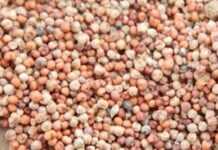 Variétés de Millet Teso Kyere