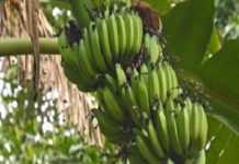 Plantain Kayunga Kayinja