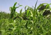 Cameroun : l’Islamic Trade Finance Corporation soutient le secteur agricole Cameroun : l’Islamic Trade Finance Corporation soutient le secteur agricole