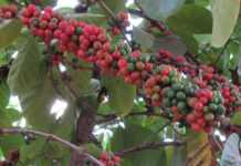 Café Nyasaland du Mont Elgon