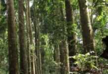 Sénégal : un soldat tué en Casamance, un autre blessé Sénégal : un soldat tué en Casamance, un autre blessé