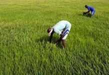 Cameroun : le développement rural pris en otage Cameroun : le développement rural pris en otage