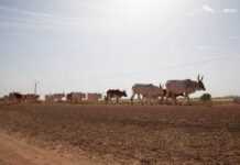 Sénégal: A la découverte de Morfil, l’Ile aux ivoires MORPHIL_1.jpg