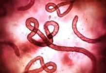 Identification de la souche virale de l’épidémie EBOLA et déploiement de vaccin en RDC