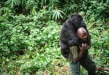 Le parc national des Virunga au Congo fermé aux touristes Le parc national des Virunga au Congo fermé aux touristes