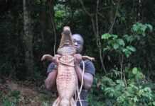 Premières études sur les crocodiles oranges du Gabon