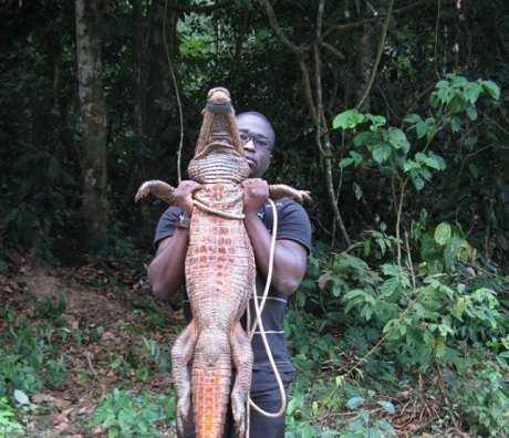 RÃ©sultat de recherche d'images pour "crocodiles oranges au gabon"