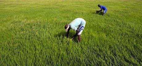 agriculture