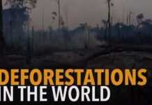 La restauration des forêts : un besoin urgent pour l’Afrique