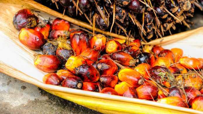 Le fruit dont est extrait l'huile de palme