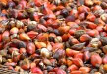 Filière huile de palme : bras de fer entre l’Europe et l’Indonésie