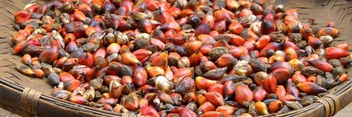 huile de palme