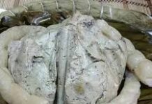 Paquet de concombre (name ngwane) name ngwane