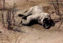 Massacre d’éléphants sans précédent au Botswana