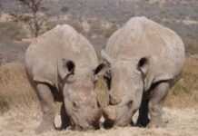Botswana : les rhinocéros menacés par le braconnage