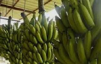 bananes
