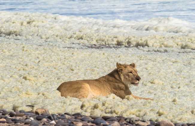 lion de mer