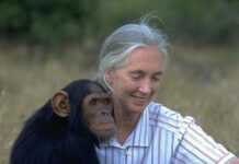 La Sierra Leone honore le Dr Jane Goodall et les chimpanzés de Tacugama