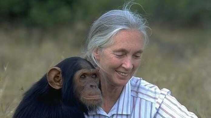 Jane Goodall