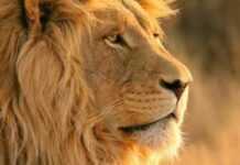 lion
