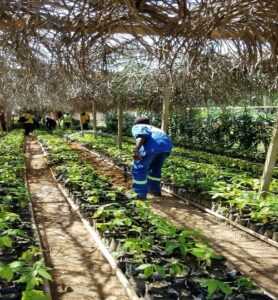 Agriculteurs de Nlobesse 2