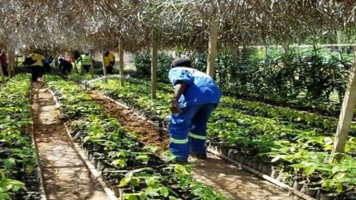 Agriculteurs de Nlobesse 2