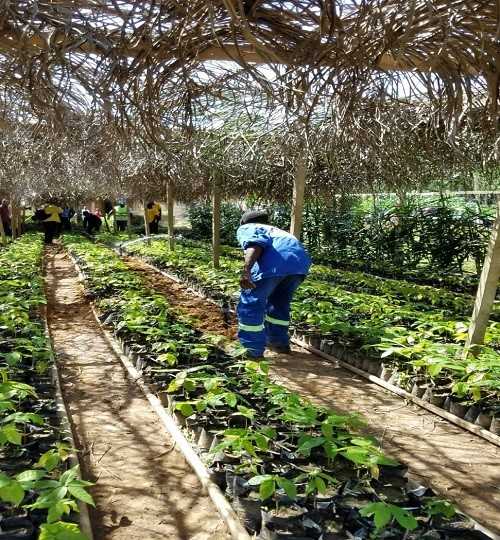 Agriculteurs de Nlobesse 2