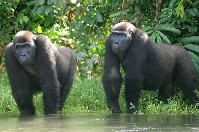 Gorilles Gabon bis