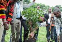 Record mondial, l’Éthiopie plante 350 millions d’arbres en une seule journée