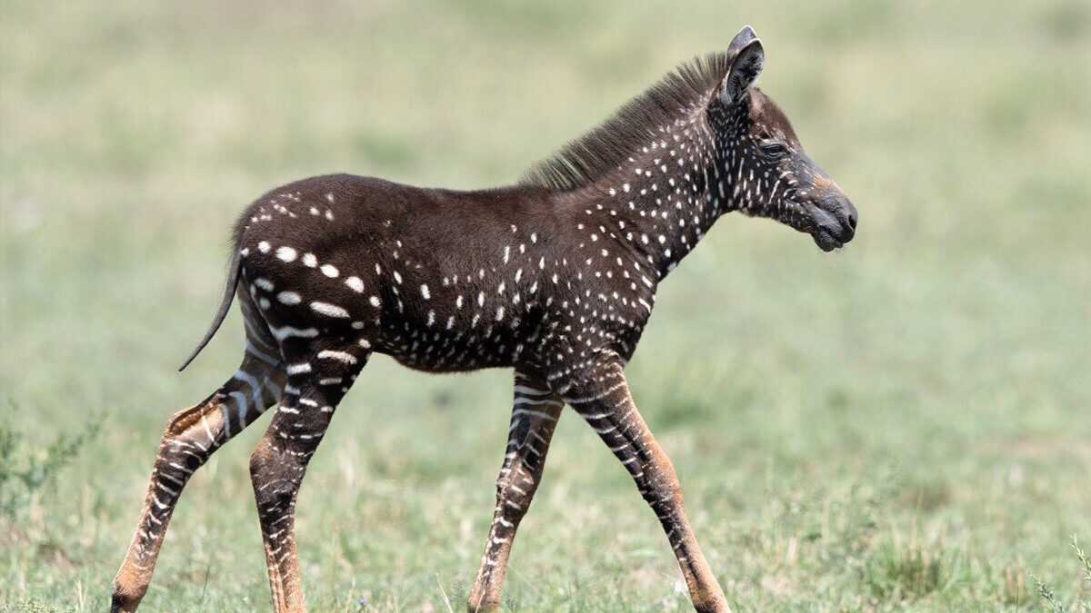 Decouverte De Tira Un Bebe Zebre Mutant Marron A Pois Blancs