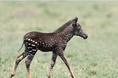 zebre marron a pois blanc