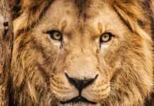 Afrique du Sud : les lions en danger Afrique du Sud : les lions en danger