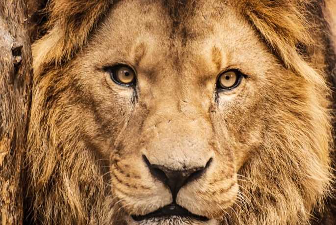 Afrique du Sud : les lions en danger