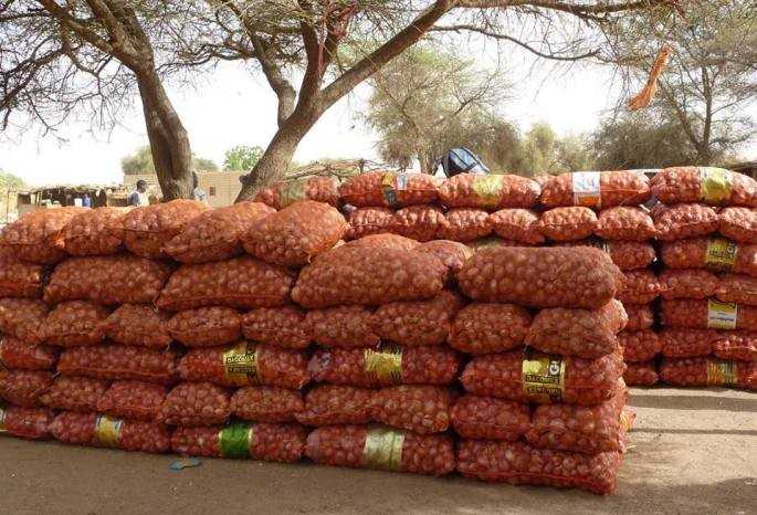 Oignons Mauritanie