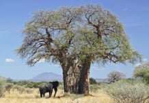 Crème renversée au baobab