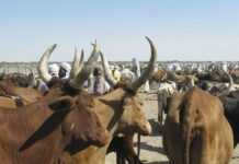 Cameroun : 6è édition de la foire nationale du bétail à Ngaoundéré