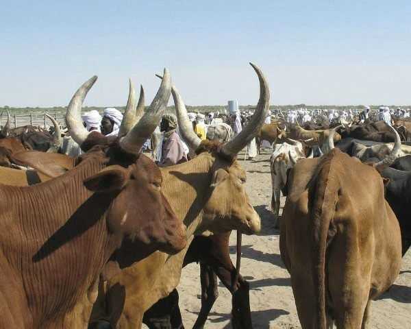 faire au bétail Ngaoundéré