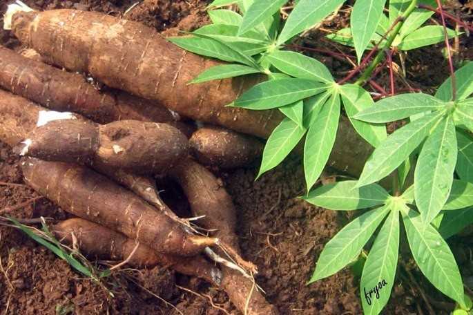 manioc-fryoa