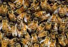 Algérie : la production de miel en hausse sur les 10 dernières années