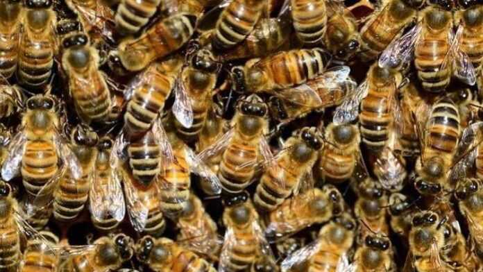 abeilles tueuses