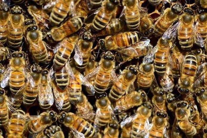 Algérie : Le salon de miel Boumerdès révèle que les pesticides menacent la suivie des abeilles