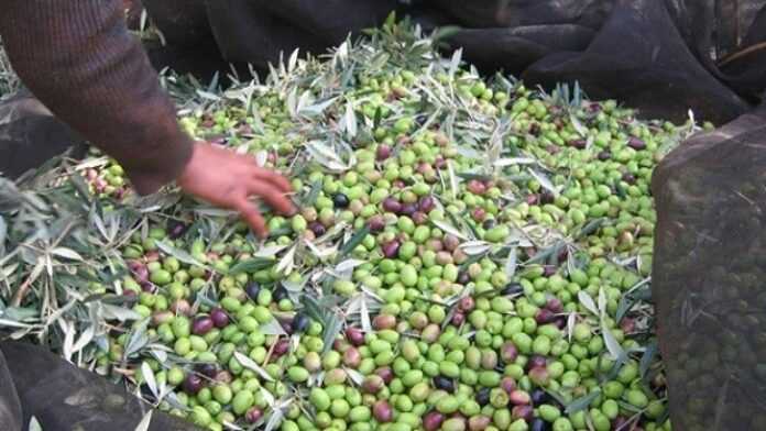 olives_trt_oleiculture_flash