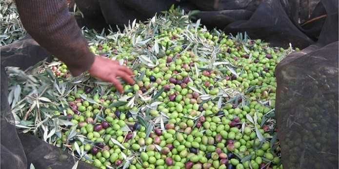 olives_trt_oleiculture_flash