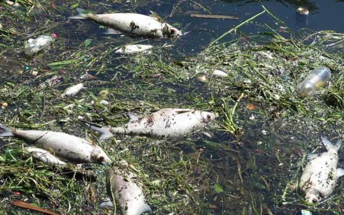 poissons morts