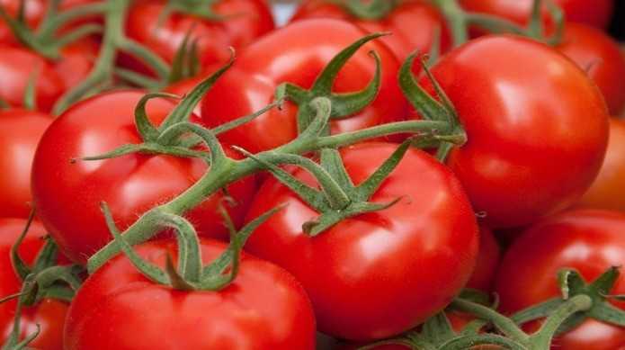 tomates