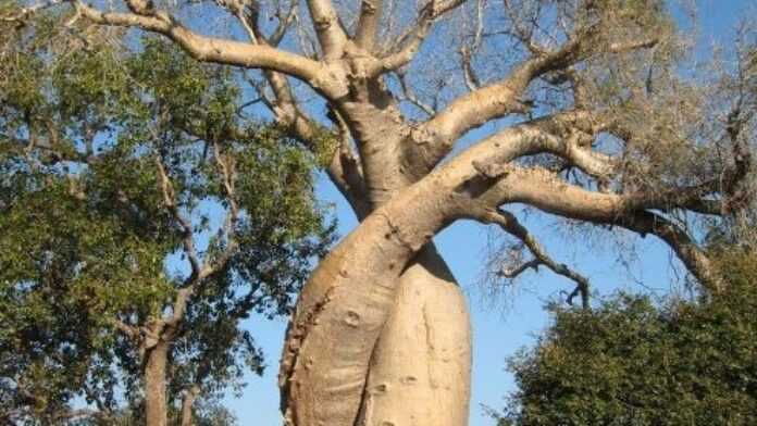 baobab amoureux