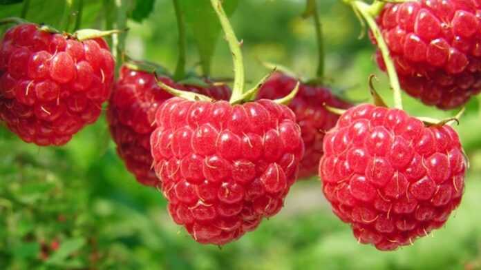 Framboises