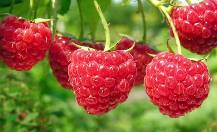 Image search result for "raspberry"